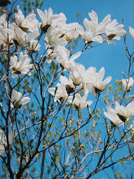 こぶしの花言葉 「信頼」